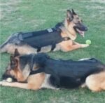 Canine Tactical Training Vest